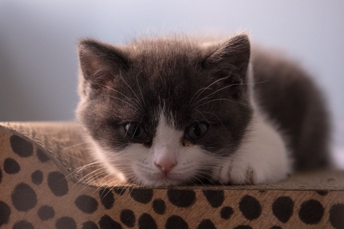 Conheça o primeiro gato clonado: Ajo.