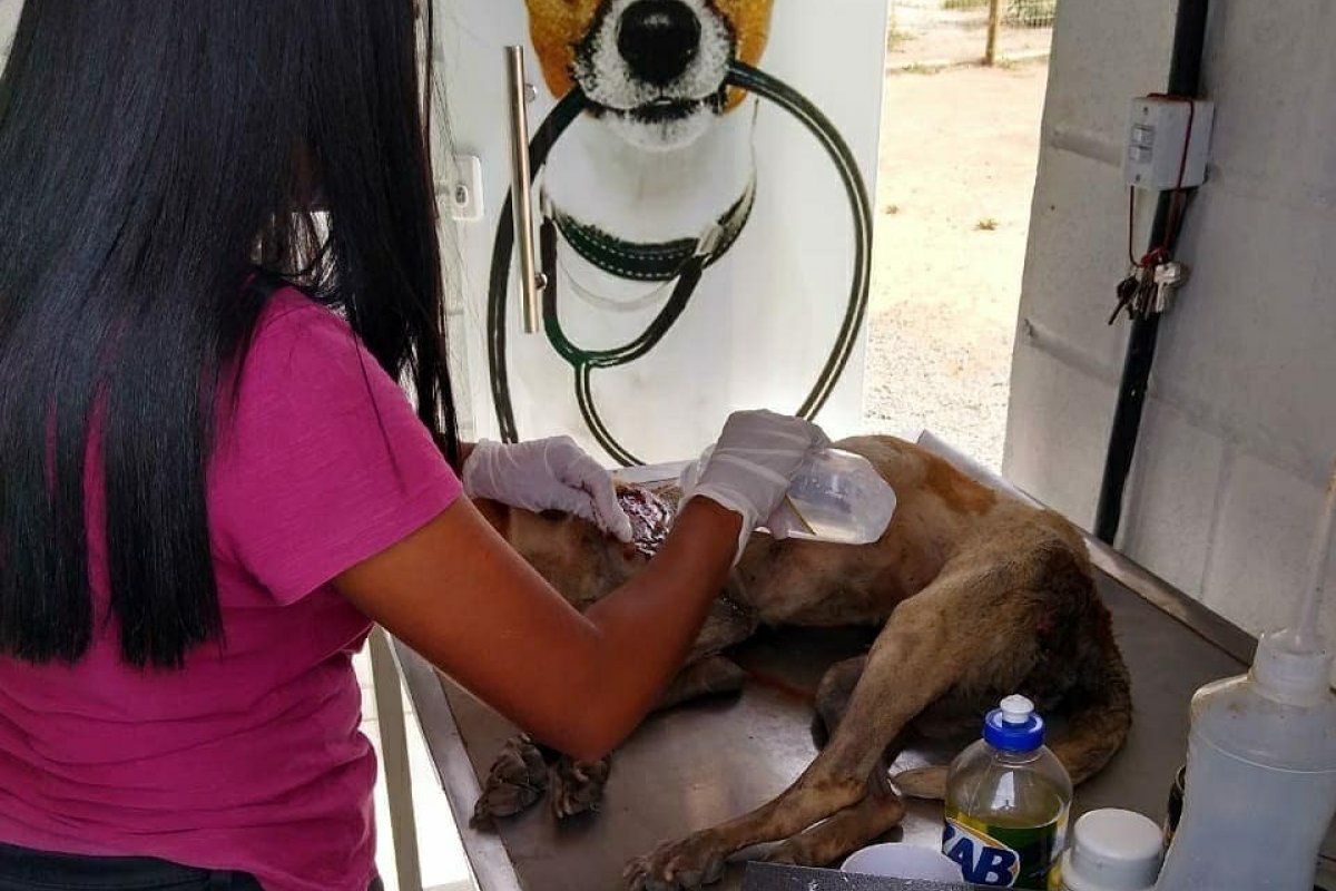 Cadela é resgatada após cair em canal de esgoto em Itaberaba, na Bahia