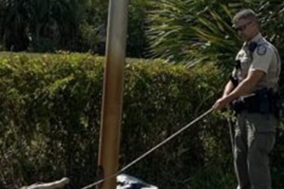 Jacaré de 2 metros é capturado após perseguir clientes em estacionamento de fast food nos EUA