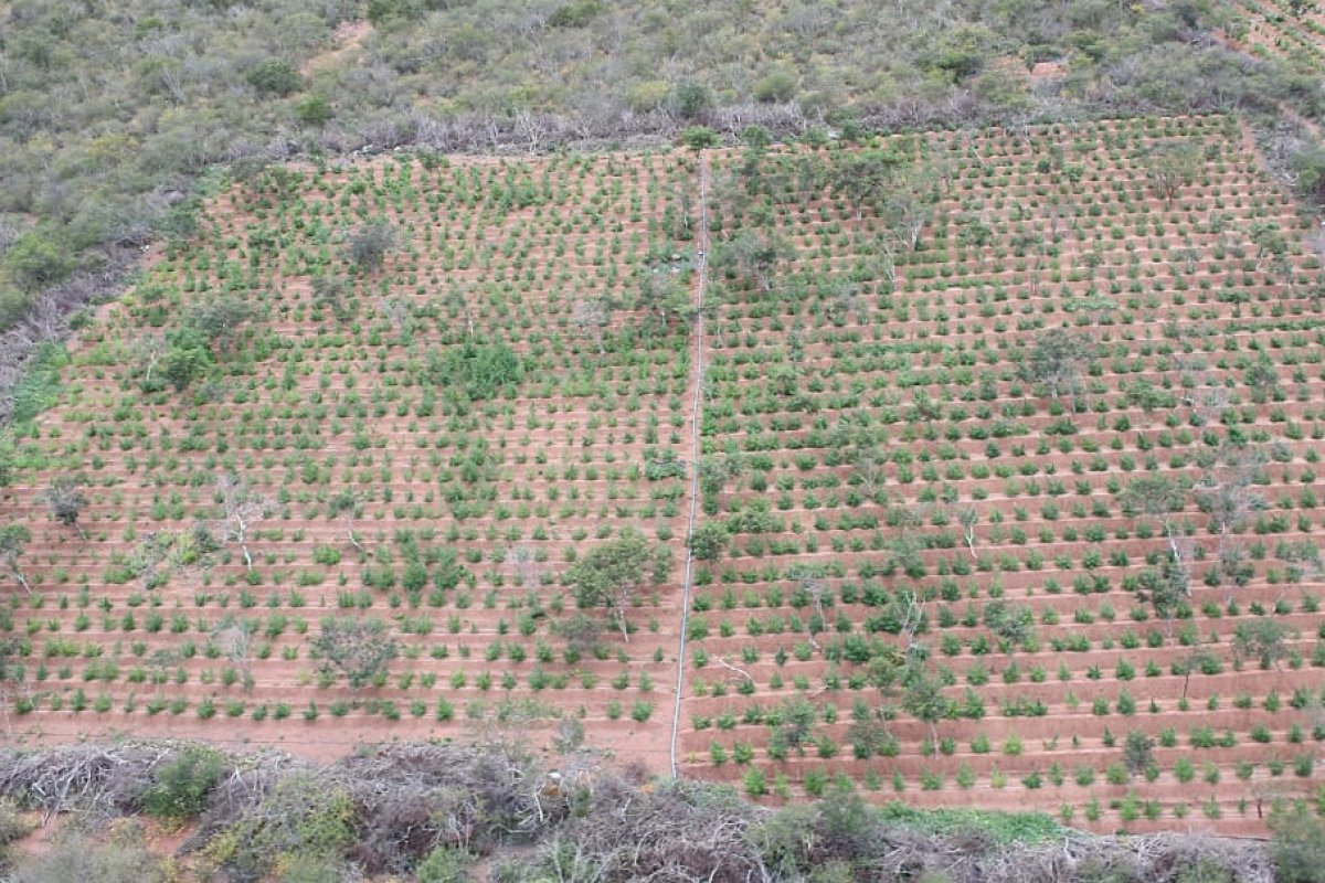 Operação encontra 78 mil pés de maconha no Norte da Bahia