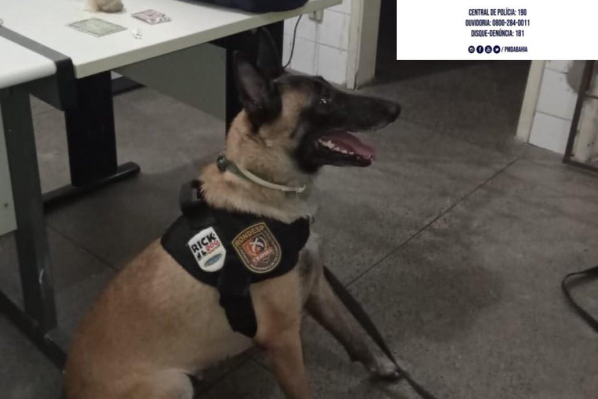 Policial canina acha drogas durante operação na Bahia