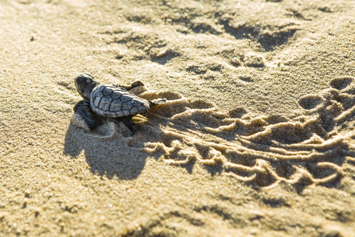 Dia da Biodiversidade: conheça iniciativas da Aviva na Costa do Sauípe e em Rio Quente