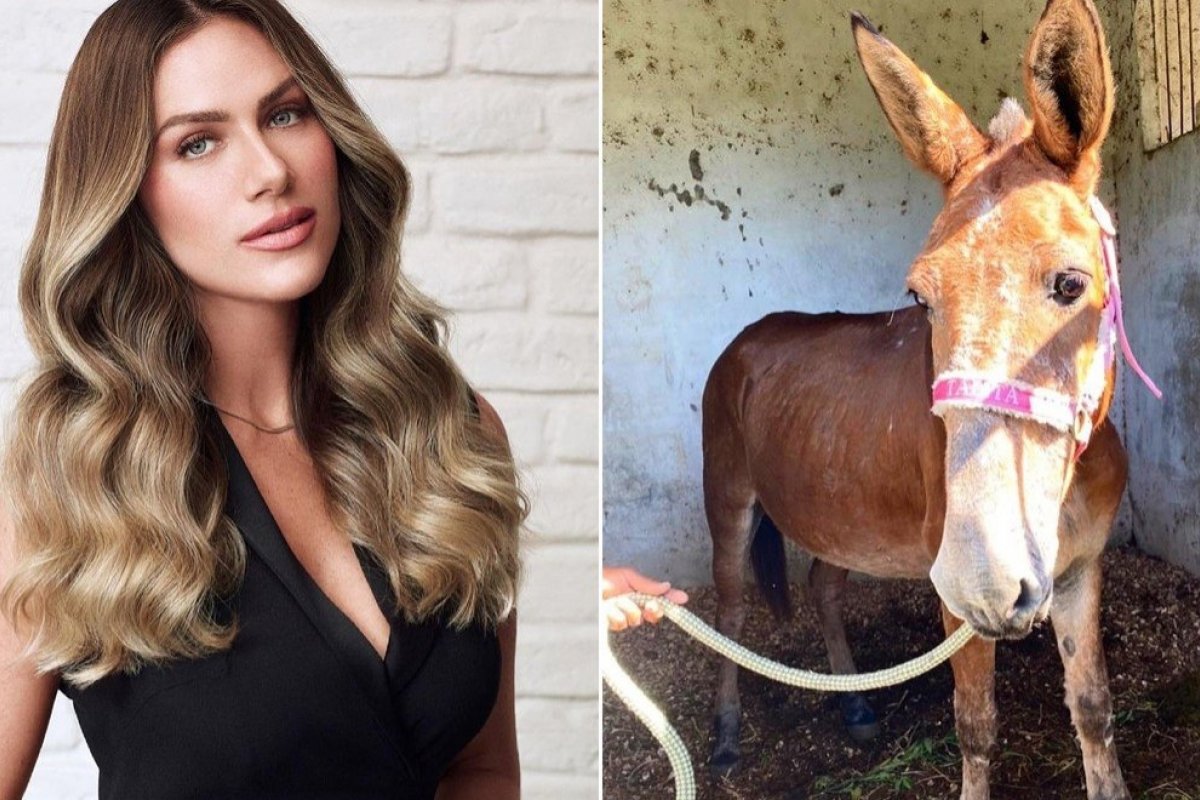 Giovanna Ewbank adota burro que sofria maus-tratos