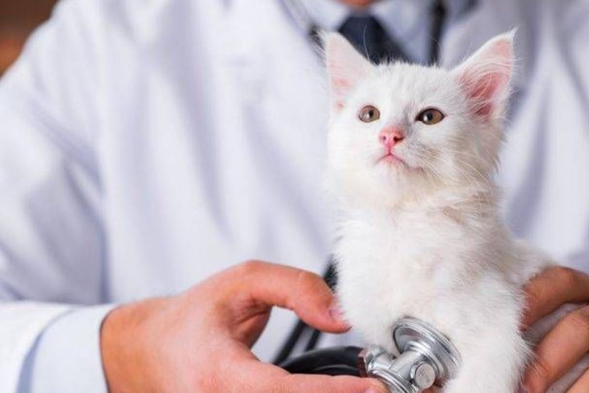 Covid-19: por liminar, médicos veterinários são incluídos em prioridade de vacinação em Salvador