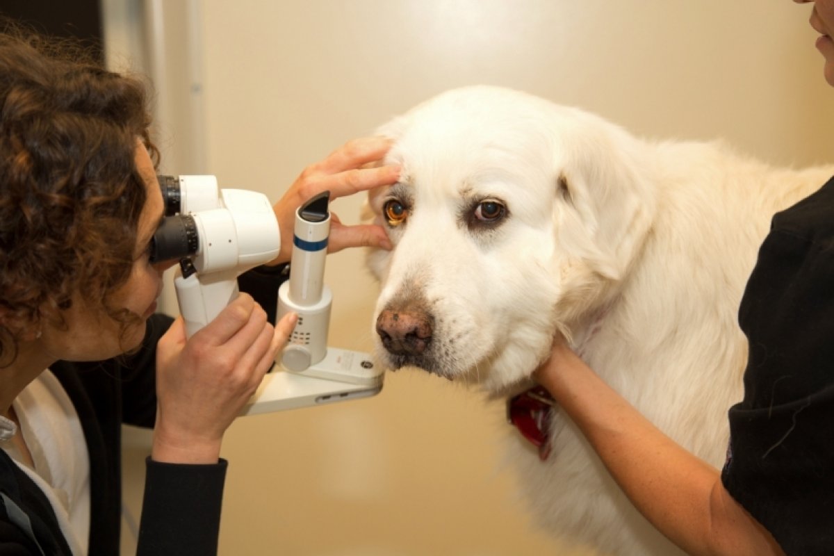 Médica veterinária faz alerta para cuidados com a visão dos pets; confira