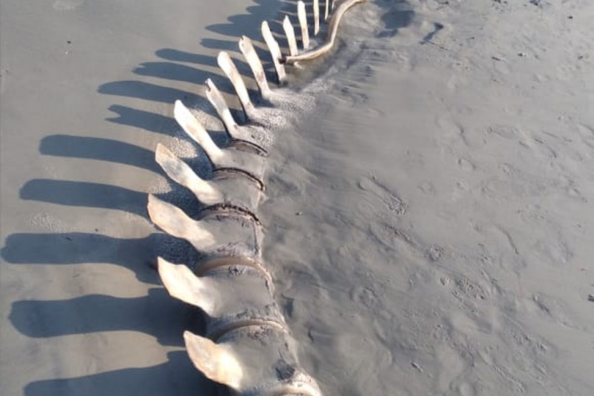 Esqueleto de baleia é desenterrado por acaso no litoral de SP e vira atração