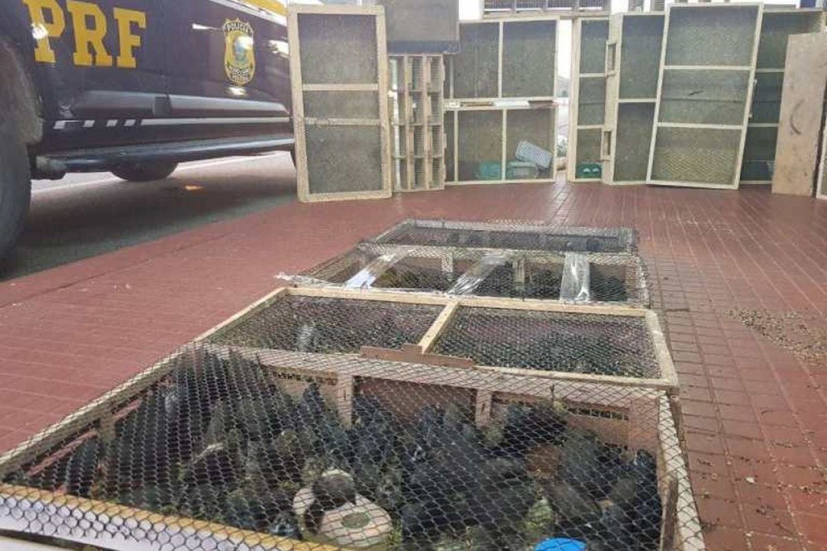 PRF intercepta carga de aves contrabandeadas na Bahia