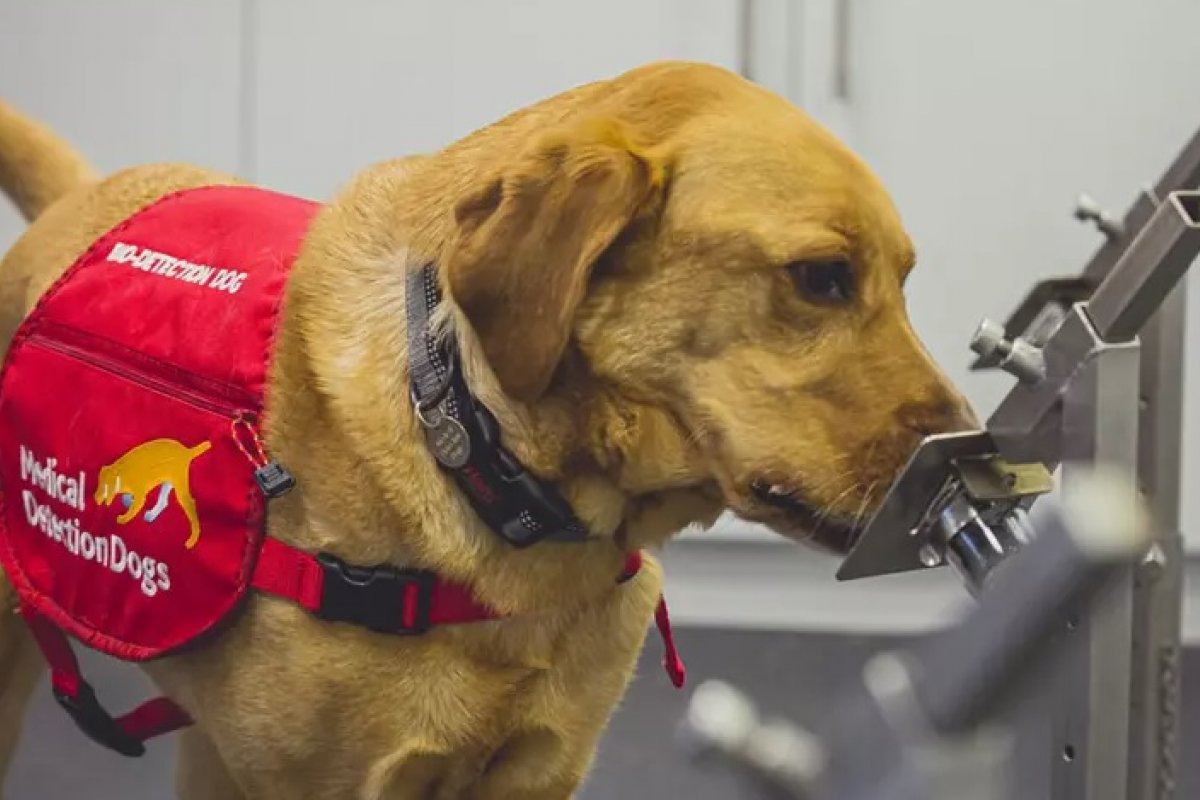 Estudo preliminar sugere que cachorros podem farejar casos de covid-19