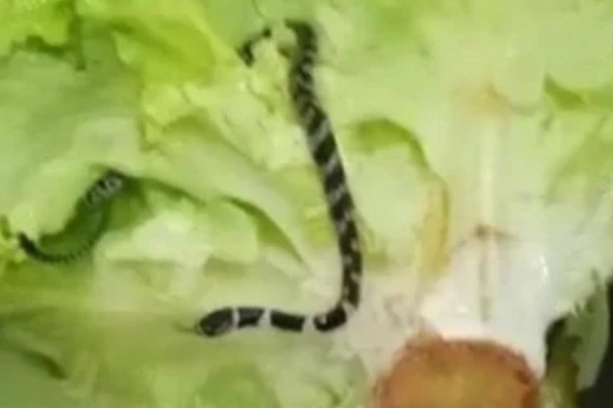 Cozinheira encontra cobra dentro de alface