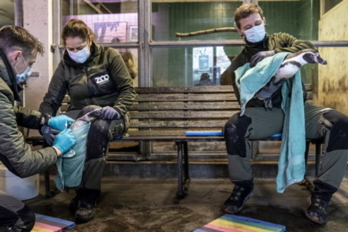 Cientistas afirmam que H5N8 tem potencial para se tornar nova pandemia