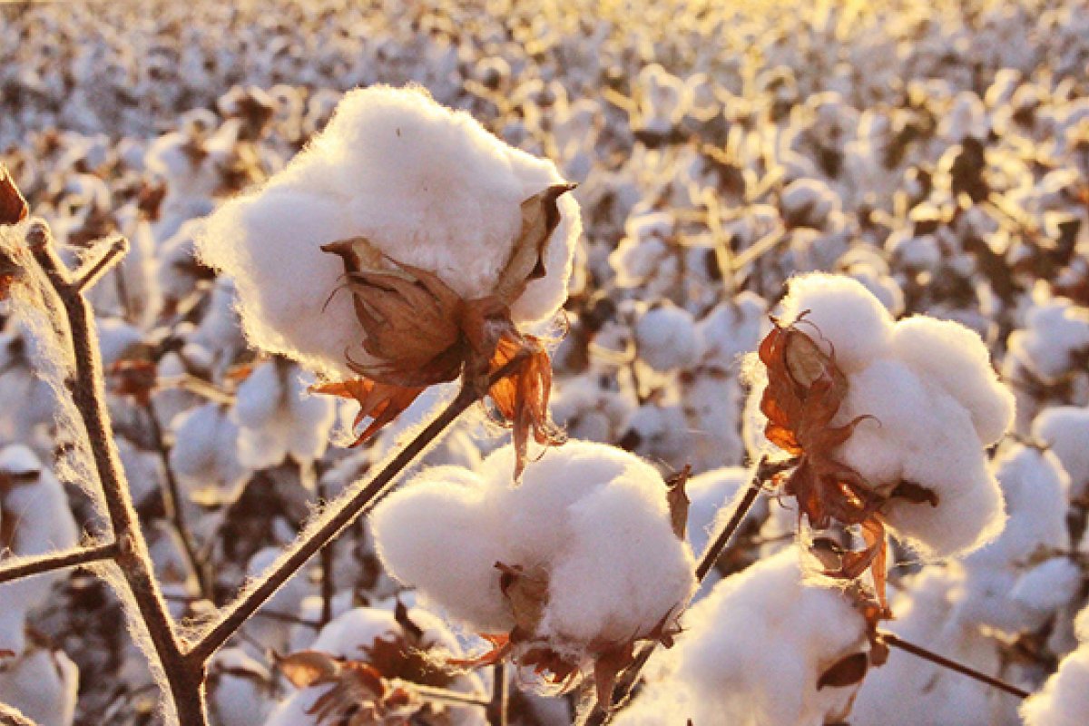 Produtores baianos de algodão viajam à Ásia para incrementar exportação