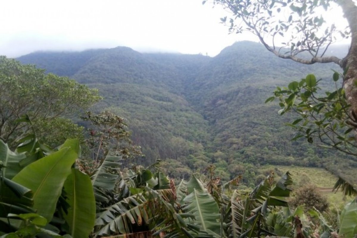Diversidade e fragmentação da Mata Atlântica