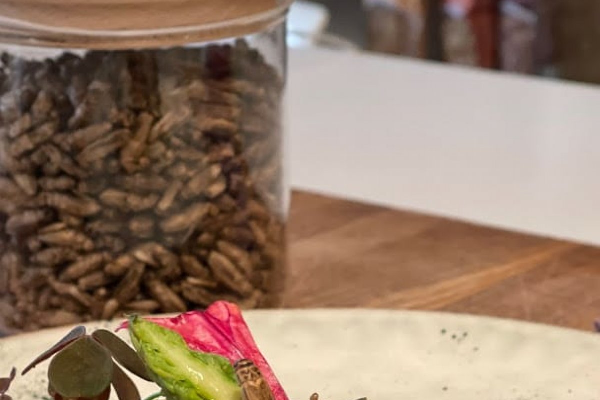 Restaurante francês lança menu com insetos e larvas