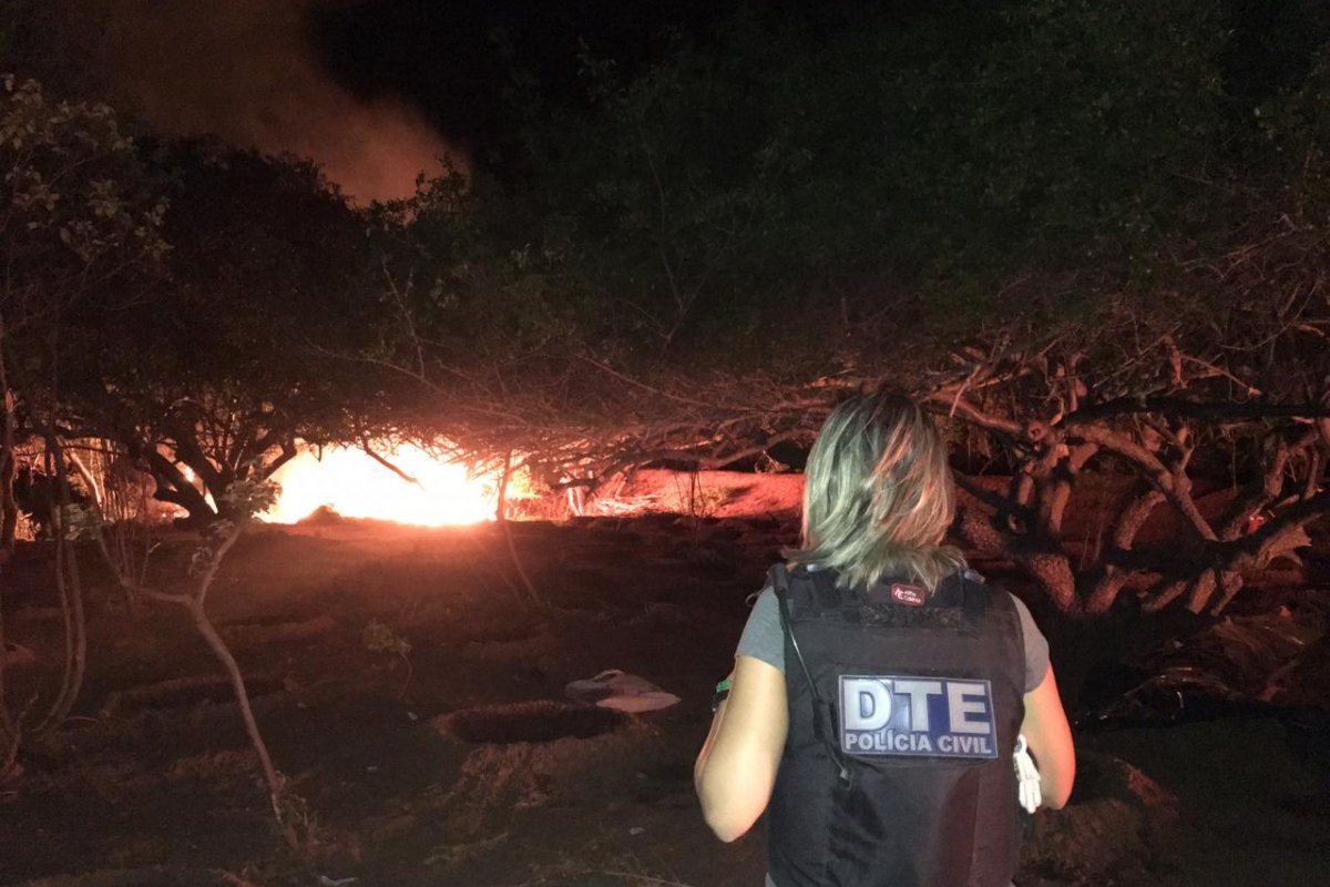 Plantação com 50 mil pés de maconha é destruída em Juazeiro