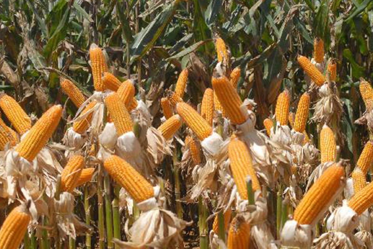 Índice mundial de preços de alimentos atinge nível mais alto de 2011, diz relatório