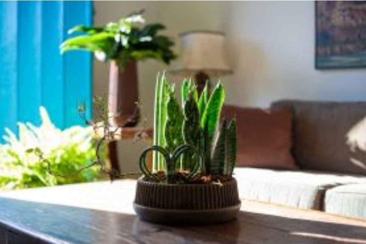 Decorar o ambiente com plantas e flores naturais faz bem à saúde