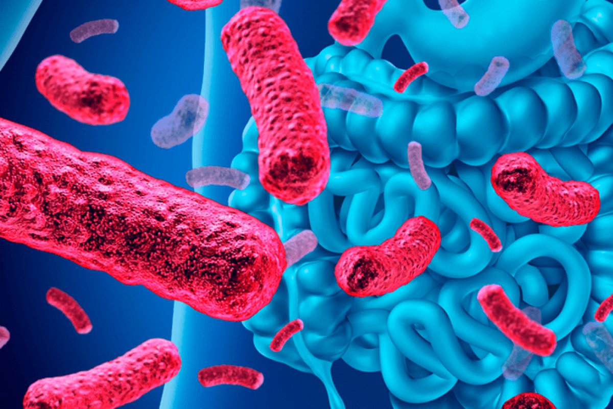 Microbiota intestinal: equilíbrio para a saúde