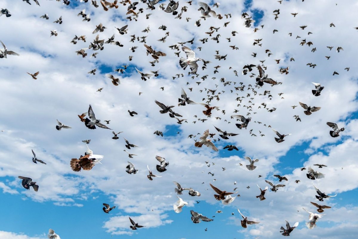 Pesquisa aponta que população de passáros chegou a marca de 50 bilhões