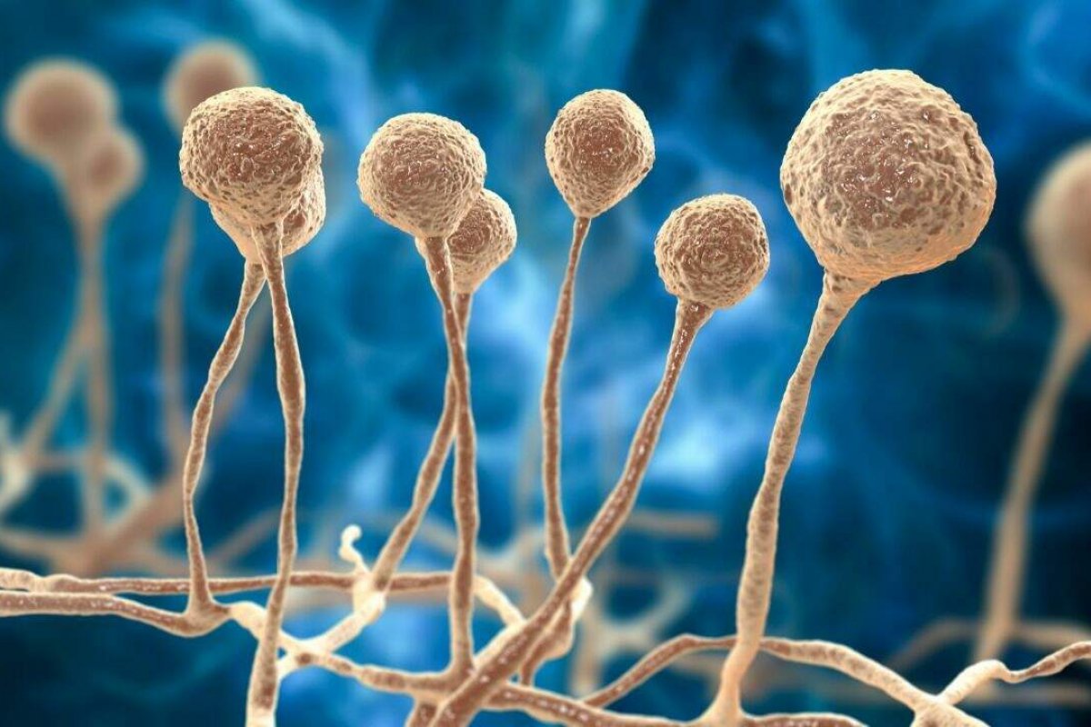 Remédios para tratamento do "fungo negro" pode custar em torno de R$ 450 mil