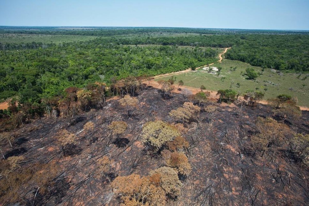 Desmatamento na Amazônia tem os piores números para o mês de maio da série histórica, diz Inpe
