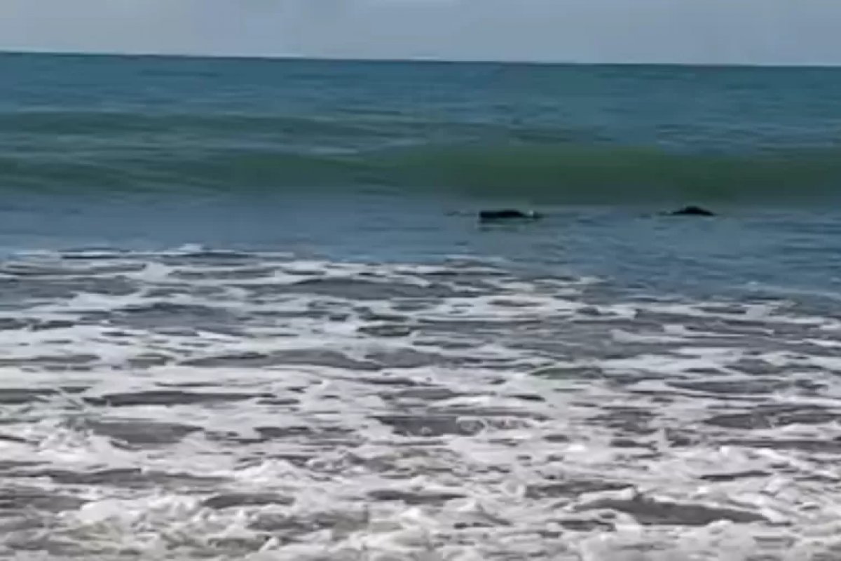Homem encontra crocodilo em praia da Austrália