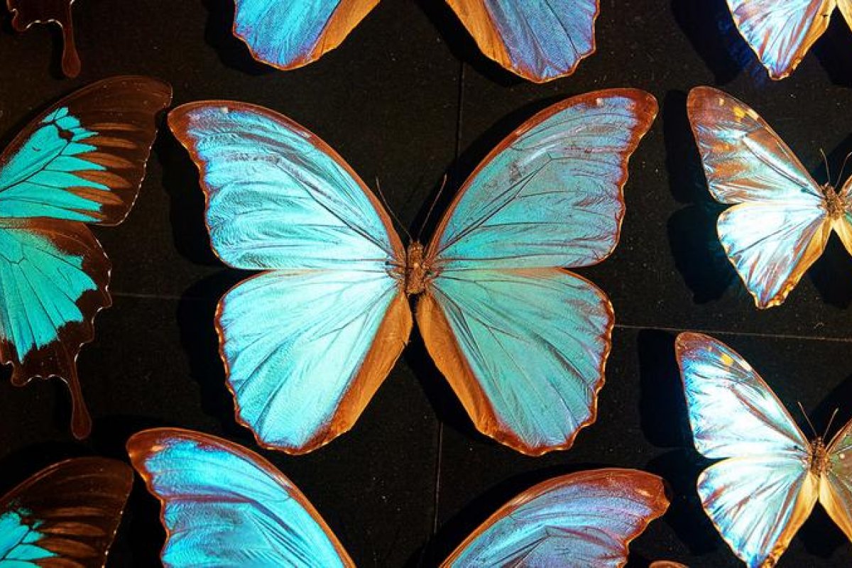 Saiba como a tecnologia 'Pure Structural Color' pode ser o futuro da arte ecológica