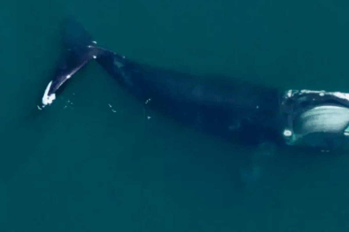 Estudos apontam que Baleias Francas estão menores devido à pesca