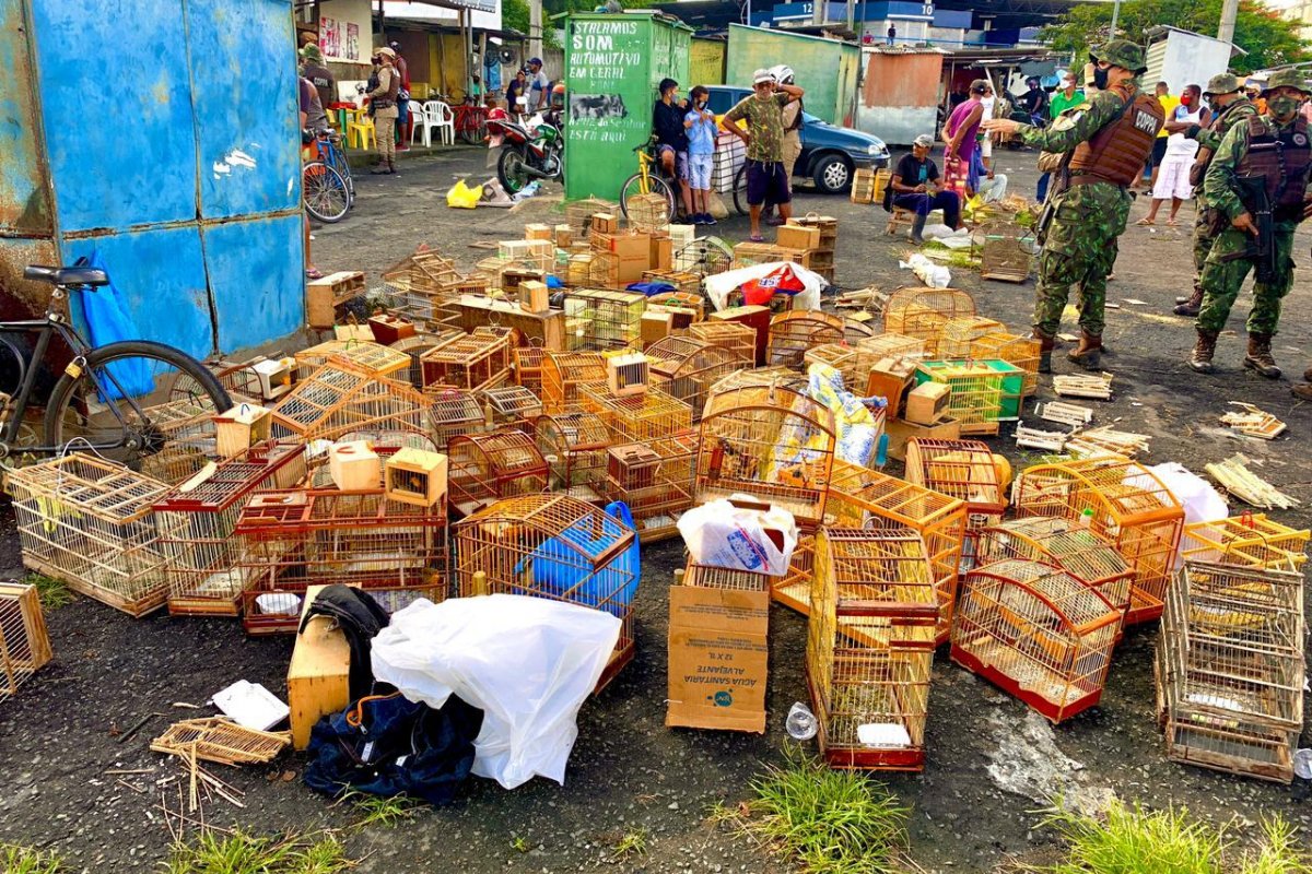Ação policial resgata mais de 380 animais silvestres em feira irregular