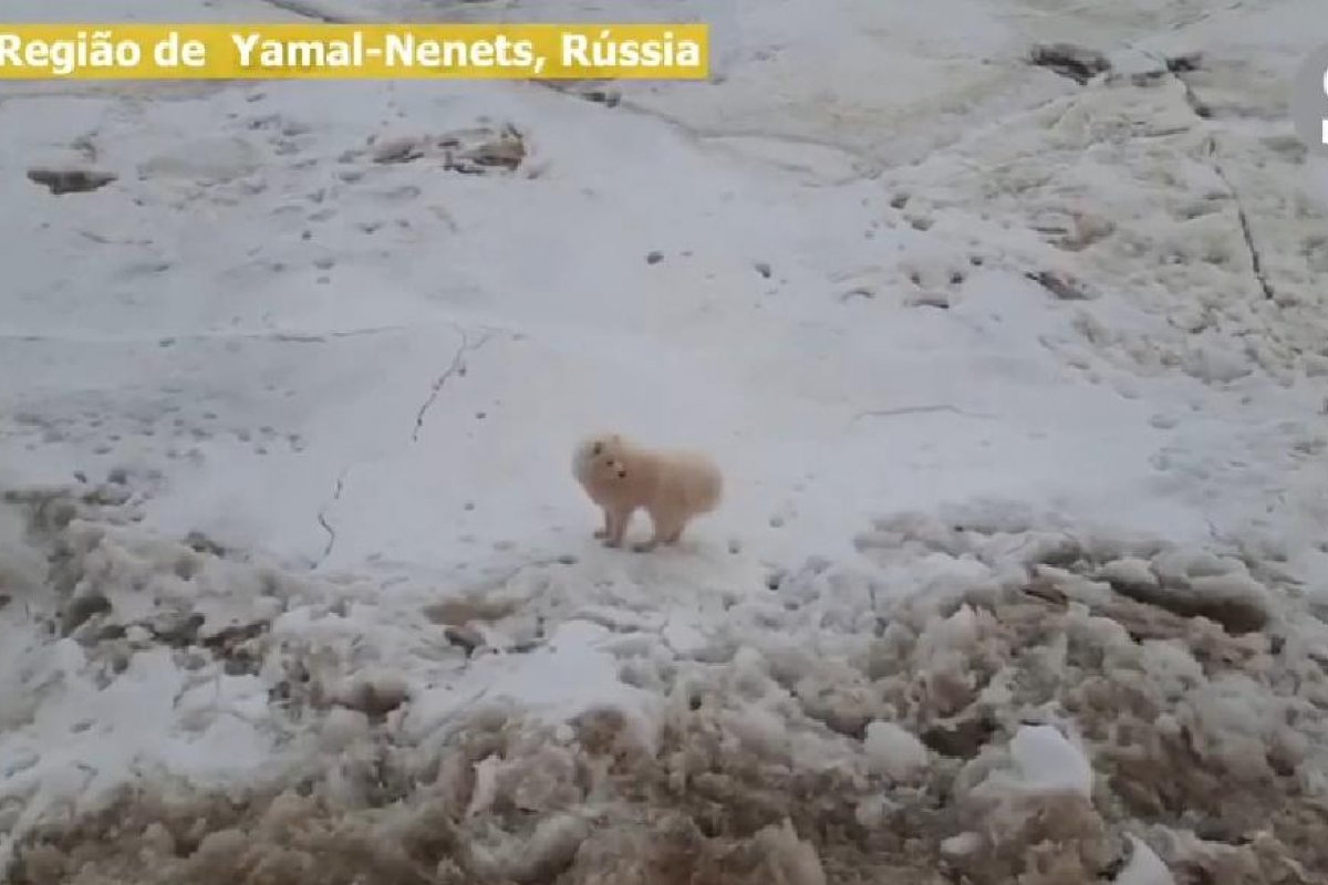 Vídeo: cão preso em gelo no Ártico é resgatado por marinheiros russos