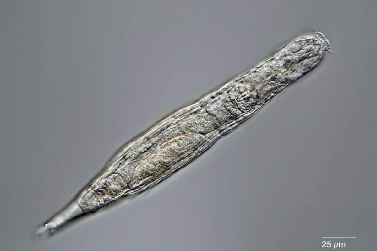Animal microscópico sobreviveu 24 mil anos congelado no permafrost da Sibéria