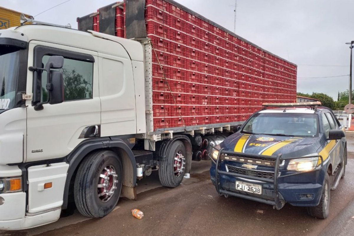 PRF apreende caminhão que transportava carga viva irregularmente