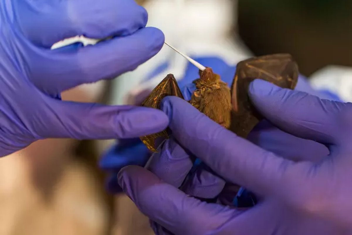 Pesquisadores chineses encontram novos coronavírus em morcegos