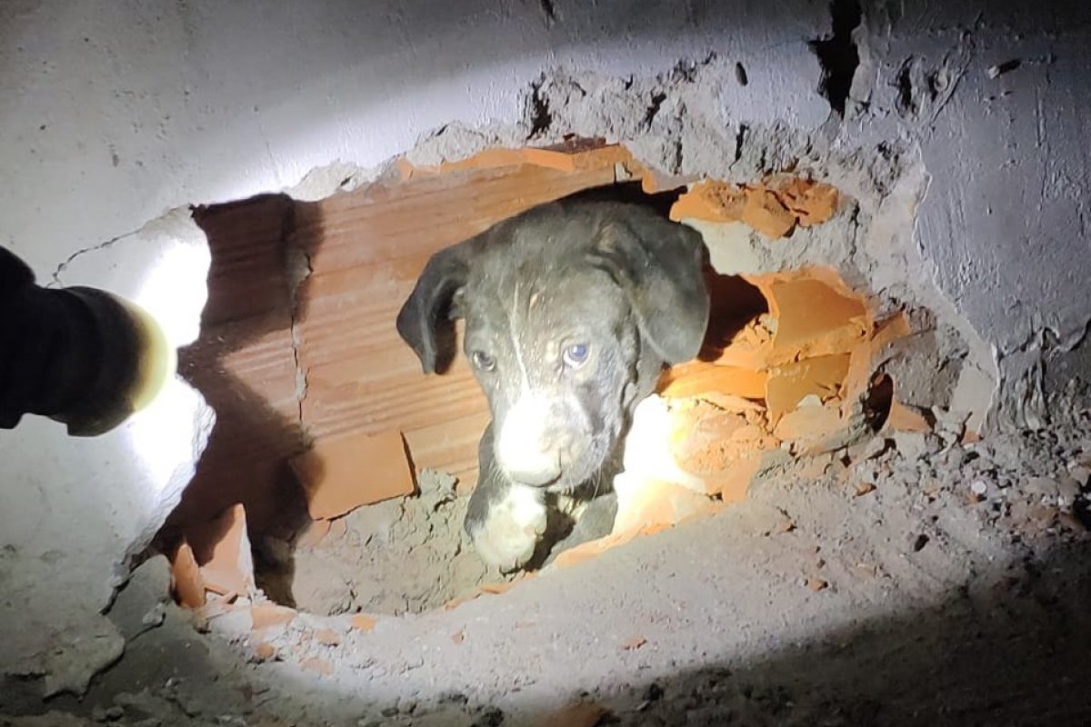 Filhote de pitbull é resgatado por bombeiros após ficar preso entre paredes