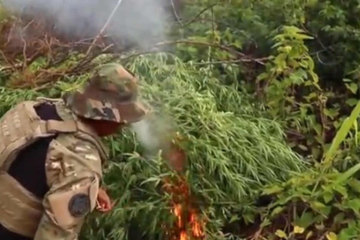 PF já destruiu mais de 870 pés de maconha até abril; número é 364% maior do que 2020