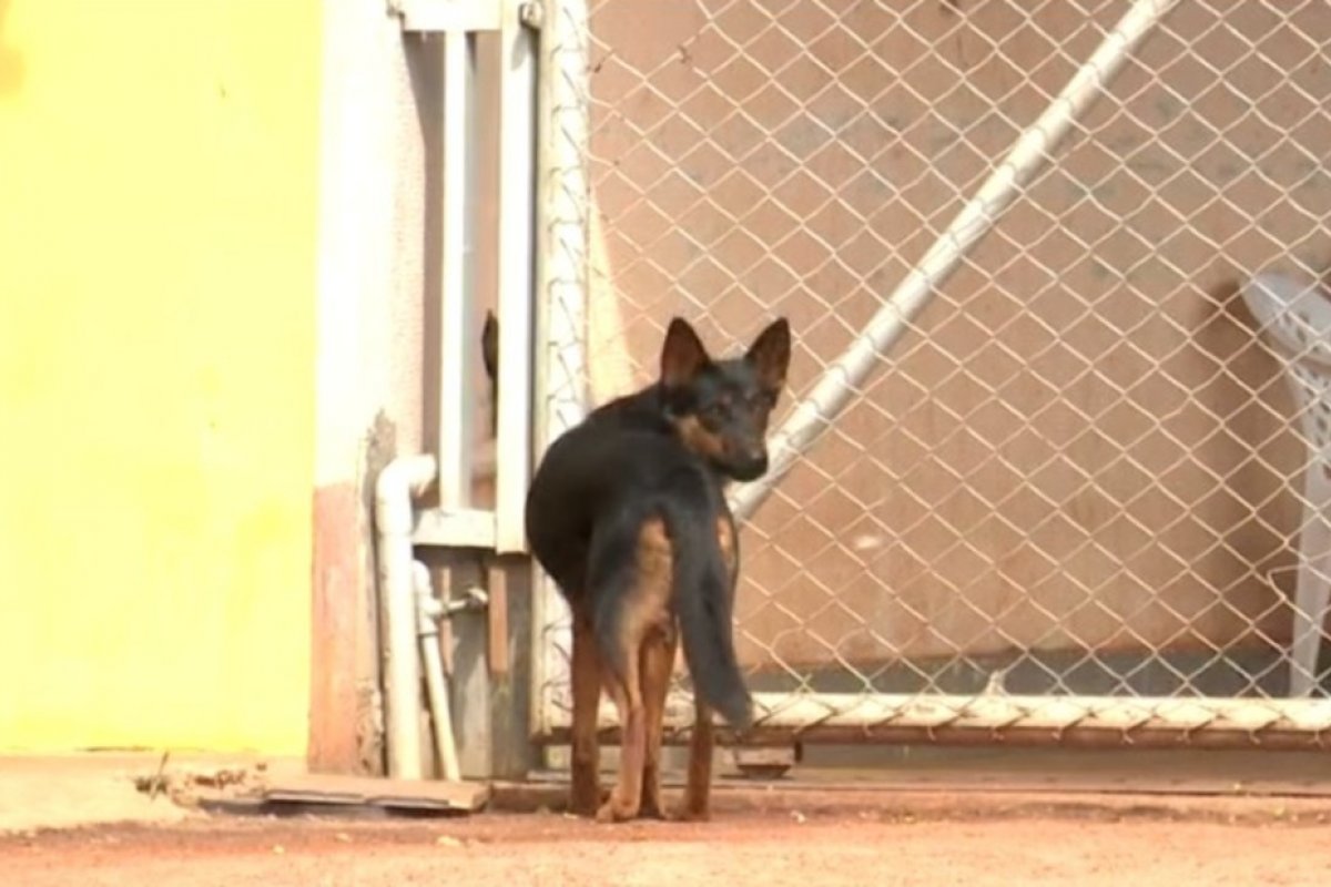 Em menos de 24h mais de 20 cachorros são mortos por envenenamento em vilarejo no oeste da Bahia
