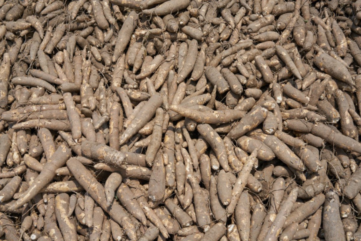 Safra baiana de grãos deve cair 11,5% em relação ao ano de 2018, prevê IBGE