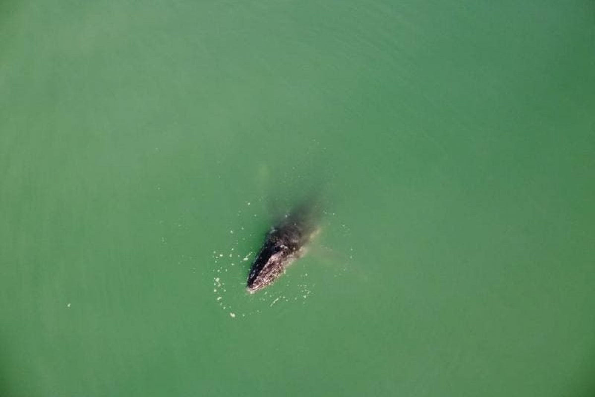 Vídeo: quatro baleias-jubarte ficam presas em rede de pesca em Florianópolis