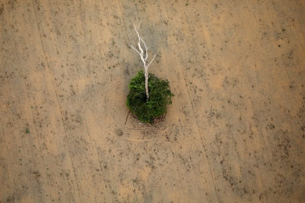 Desmatamento na Amazônia foi o maior em dez anos pelo terceiro mês seguido