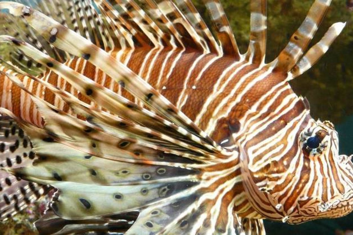 Conheça o peixe-leão, predador que pode vir a invadir o litoral brasileiro