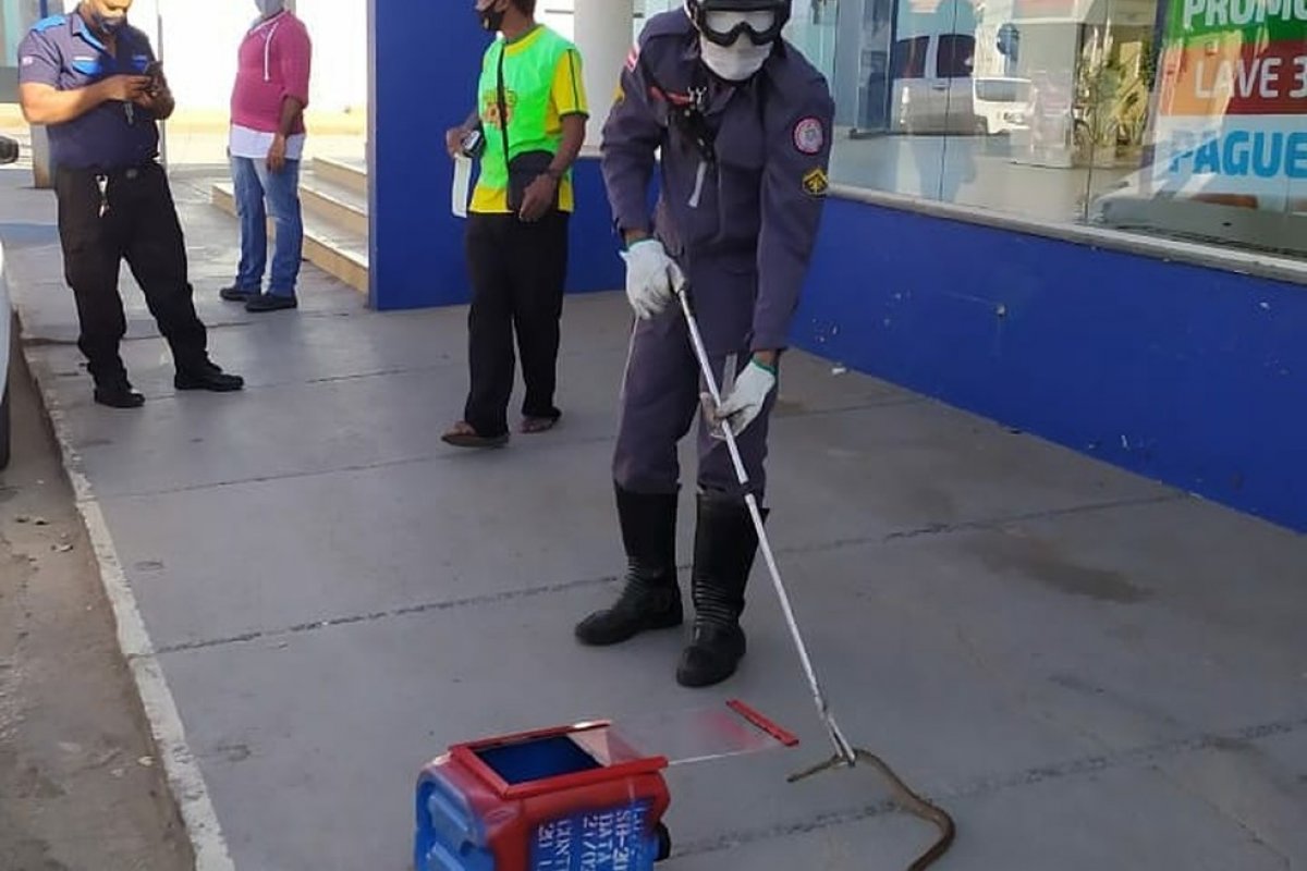Cobra escondida em pneu de carro é resgatada pelos bombeiros em Barreiras