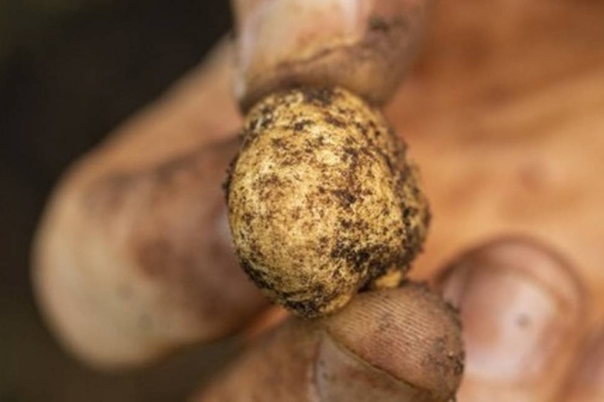 Trufas mais raras, cobiçadas e caras do planeta são descobertas no Brasil 