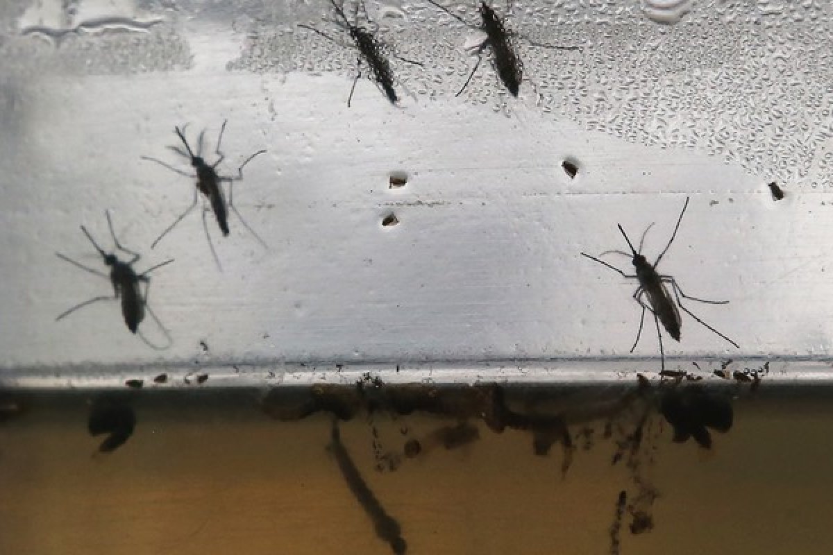 Chegada das chuvas é alerta para aumento de casos de doenças transmitidas pelo Aedes aegypti