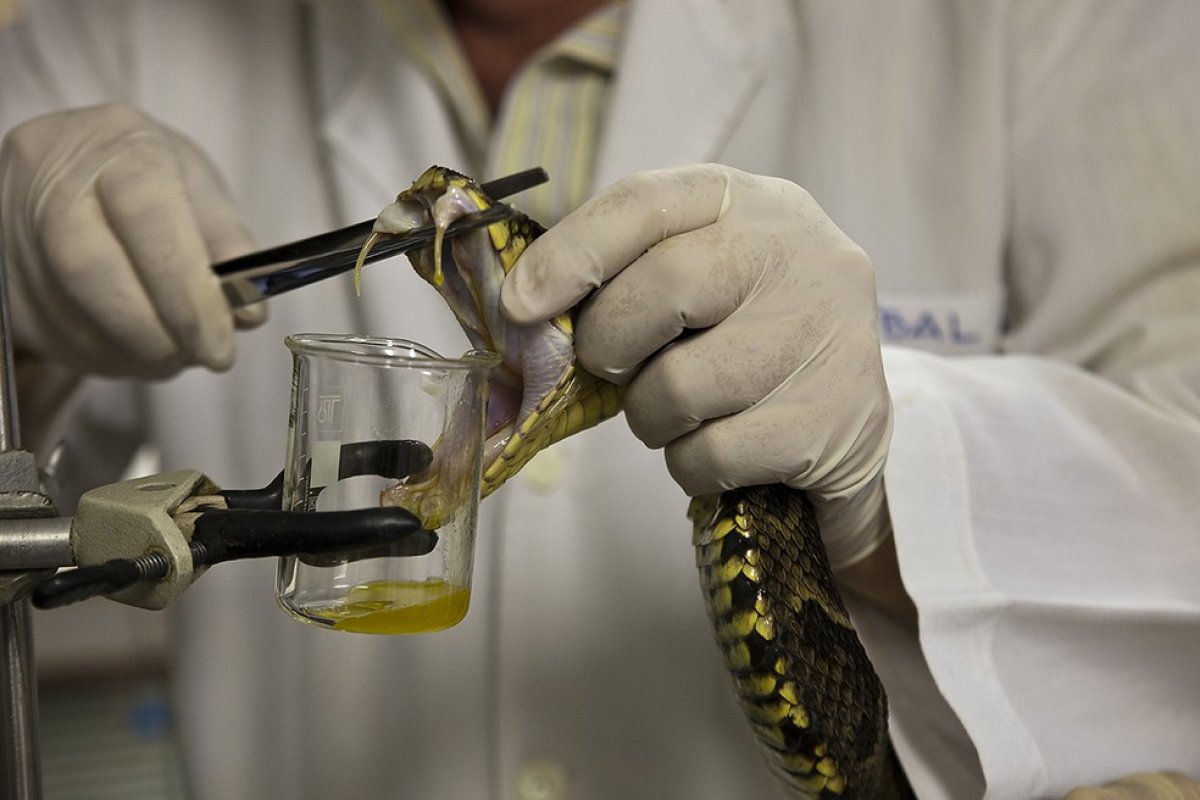 Bahia está sem soro antiofídico para picada de Jararaca e pede doses emprestadas ao Pernambuco