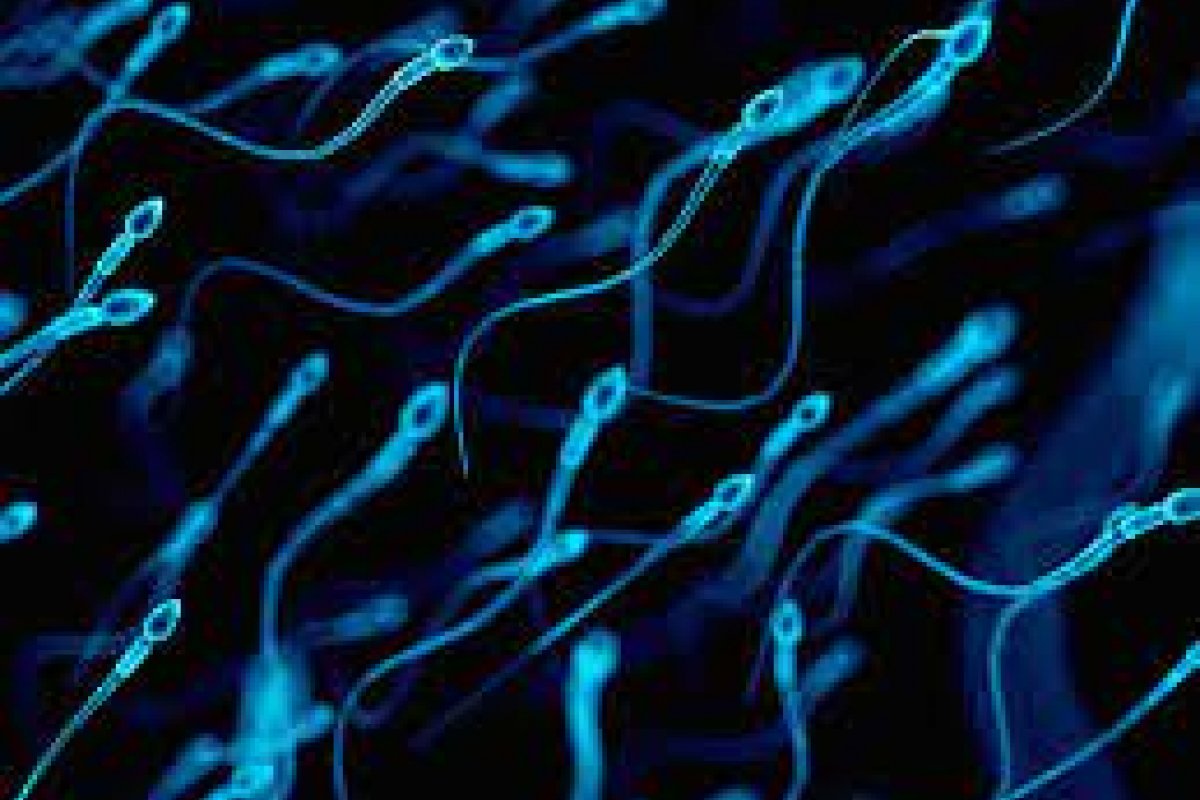 Segundo estudo, vacina contra a Covid não altera a qualidade do esperma humano