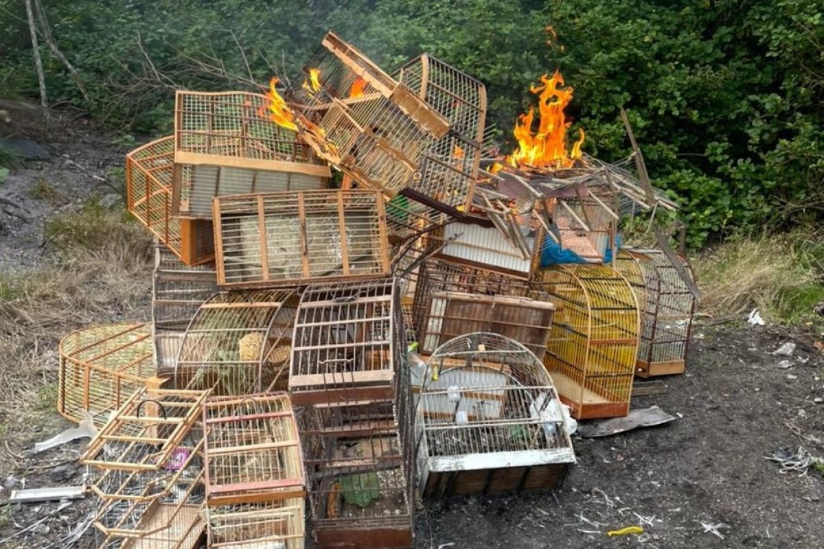 Operação resgata 74 pássaros e apreende 14 espingardas no Norte da Bahia