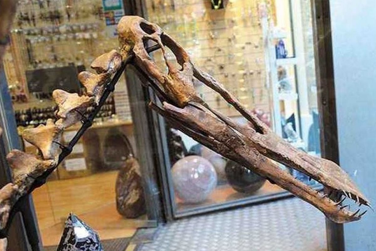 Brasil recupera 45 fósseis que estavam ilegalmente na França