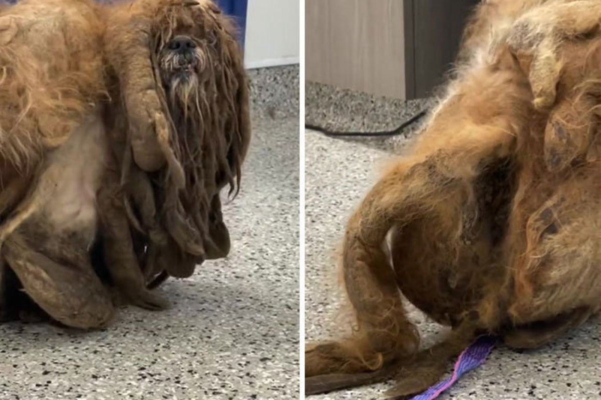 Vídeo: cachorro abandonado teve 3kg de pelo retirados e recebe novo visual