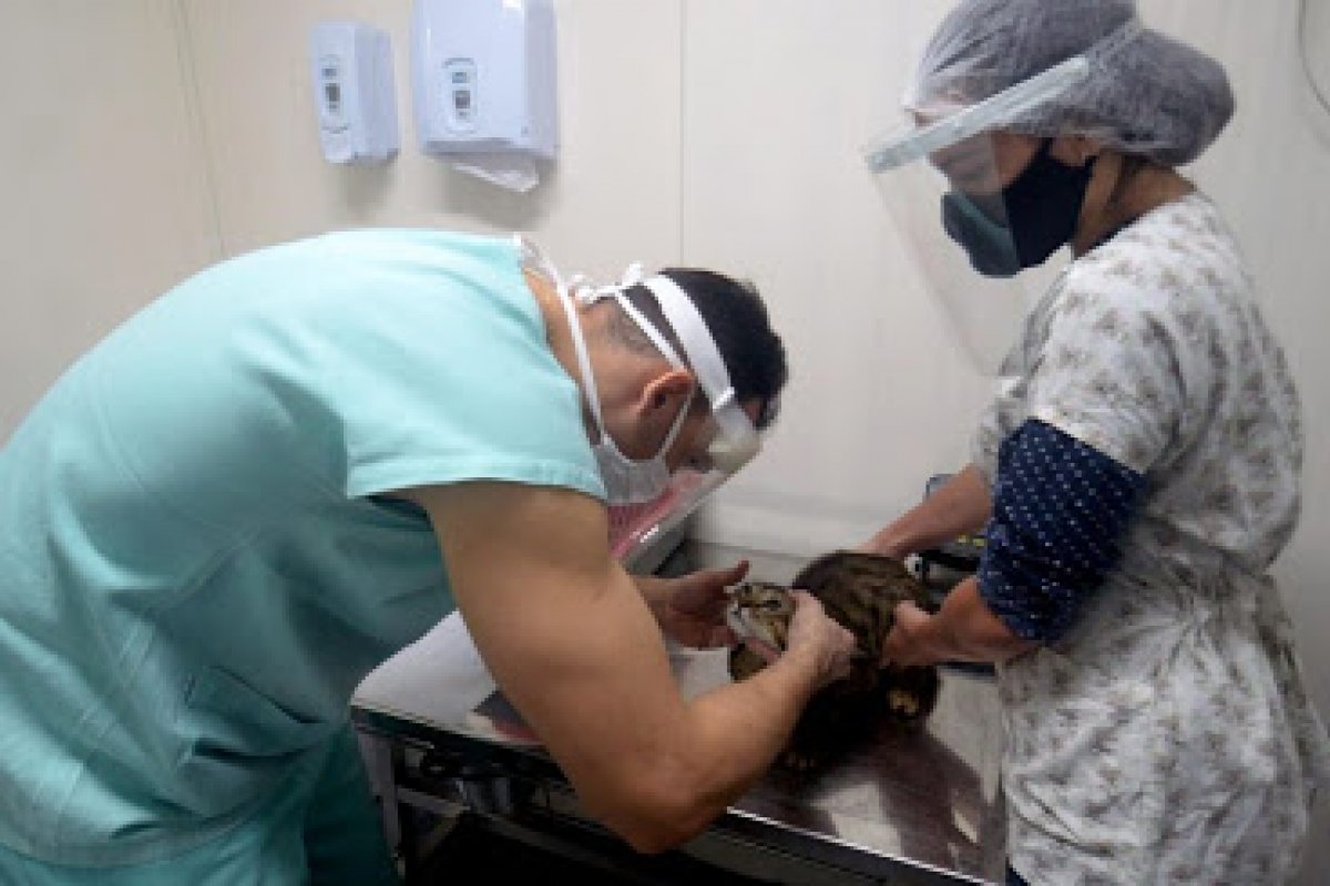 SMS realiza castração gratuita de cães e gatos em Salvador