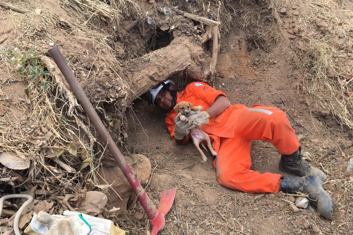 Após 30 dias presos em buraco, três filhotes de cachorro são resgatados em Barreiras