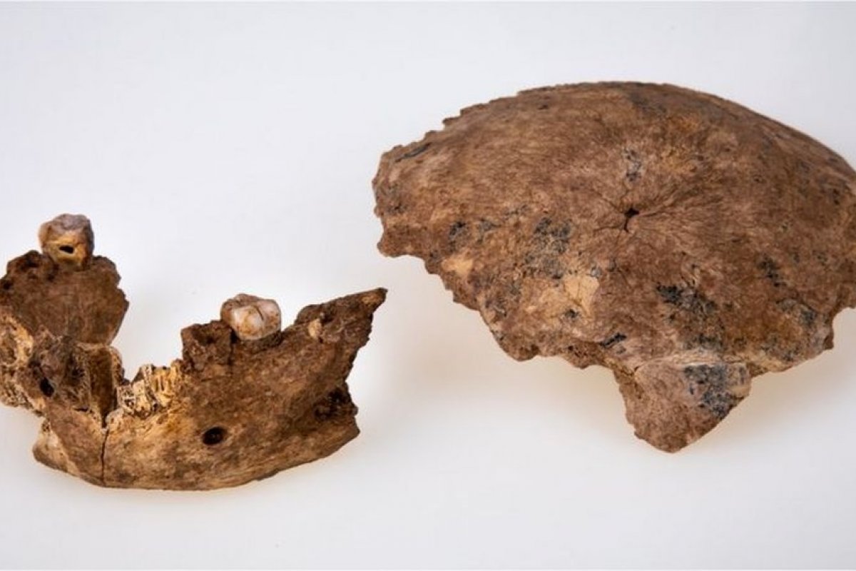 Nova espécie de ancestral humano é descoberta em Israel
